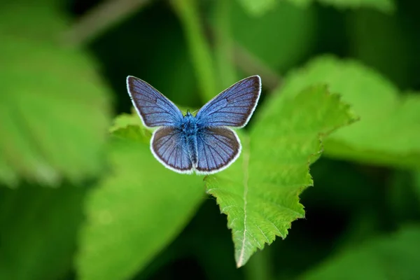 Borboleta Azul Azevinho Celastrina Argiolus Vapor Grama Close Fotografias De Stock Royalty-Free