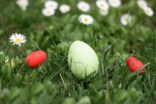 Grönt Påskägg Och Två Vaktlar Grönt Gräs Påskjakt — Stockfoto