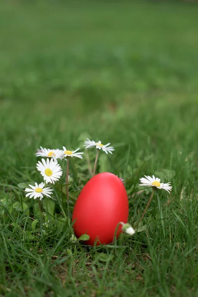 Huevos Gallina Pascua Roja Una Hierba Verde Entre Margaritas Caza —  Fotos de Stock