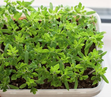 Genç yeşil domates bitkileri - sebze fideleri