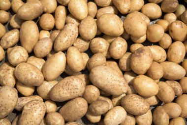 Topraktan yeni çıkarılmış ve patatesleri yıkamış.