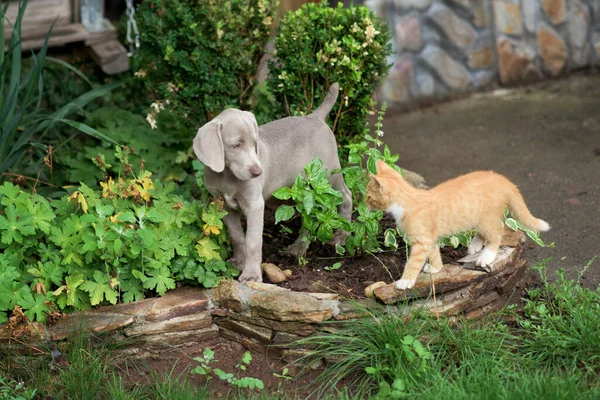 Een Kleine Weimaraner Puppy Speelt Met Een Klein Oranje Katje Rechtenvrije Stockfoto's