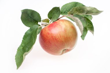 Beyaz arka planda yaprakları olan olgun kırmızı ve sarı elma.