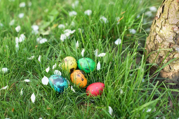 Hidden in the grass Easter eggs, which are painted in different colors