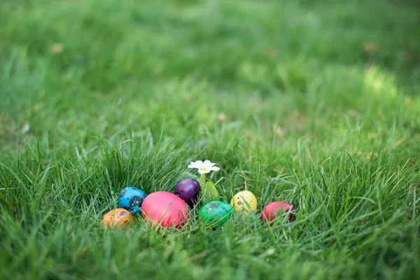 Hidden in the grass Easter eggs, which are painted in different colors