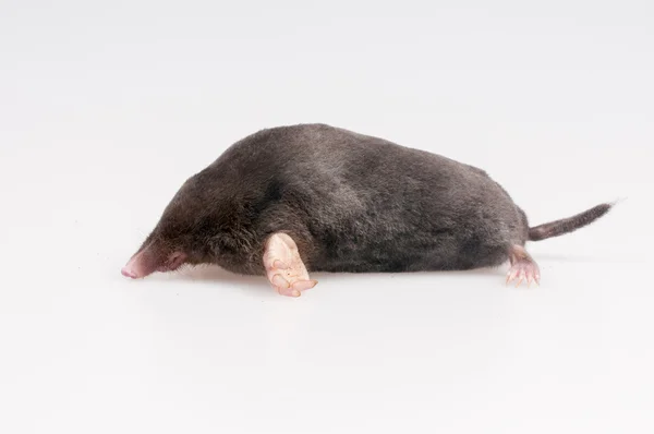 Mole on white background — Stock Photo, Image