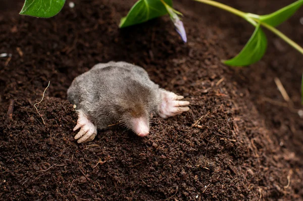 Mole in the soil hole — Stock Photo, Image