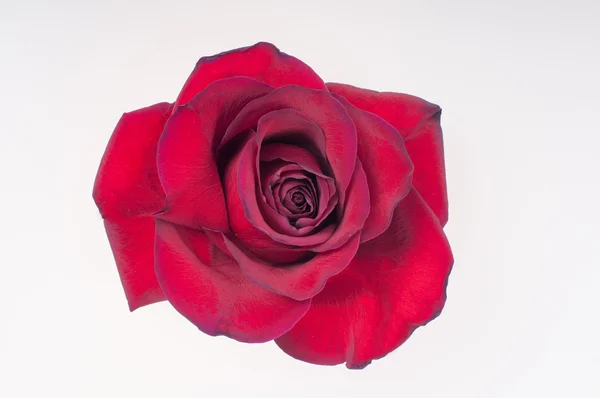 Red rose — Stock Photo, Image