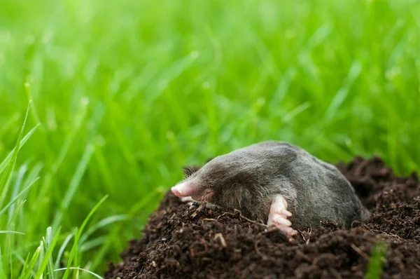 Maulwurf im Erdloch — Stockfoto