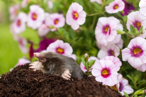 Mole animal — Stock Photo, Image