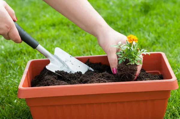 Våren trädgårdsskötsel — Stockfoto