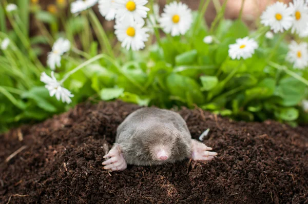 Mole in the hole — Stock Photo, Image