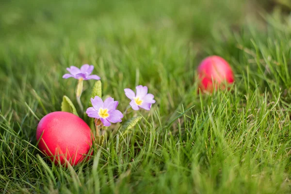 Easter hunt — Stock Photo, Image