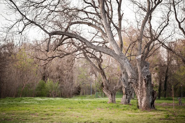 Park — Stock Photo, Image