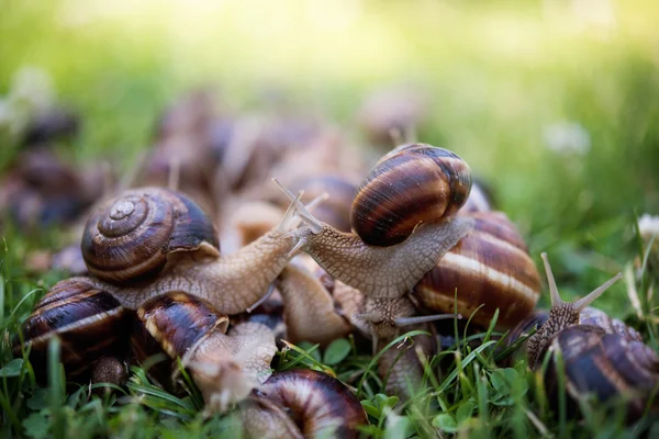 Caracóis — Fotografia de Stock