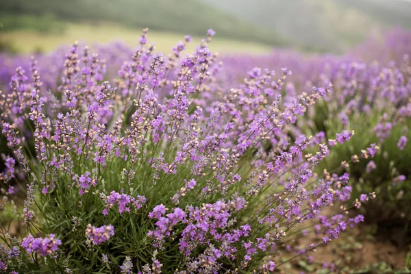 Lavanda —  Fotos de Stock