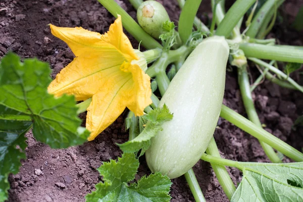 Zucchinipflanze — Stockfoto