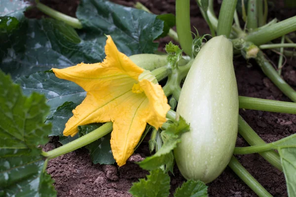 Zucchinipflanze — Stockfoto