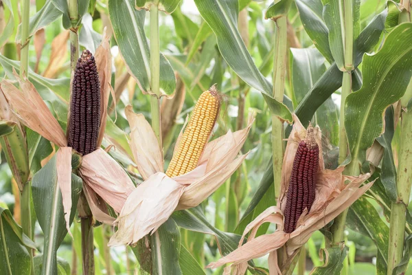 Reifer Mais - Teil der Pflanze — Stockfoto