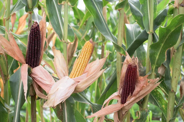 Teil der Maispflanzen — Stockfoto
