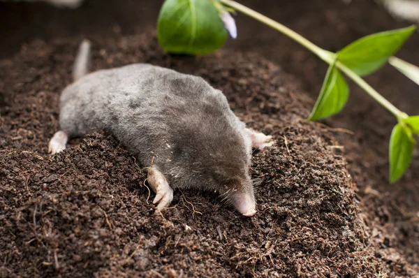 Mole out of soil — Stock Photo, Image