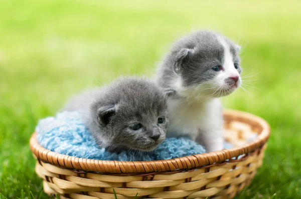 Kittens in een mand — Stockfoto
