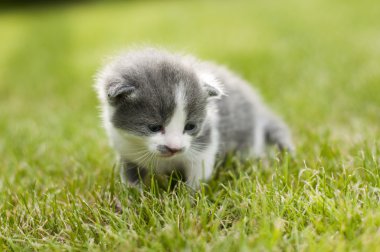 Bebek kedi yavrusu