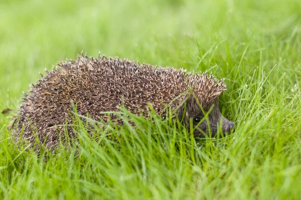 Hedgehog in the garden — Stock Photo, Image