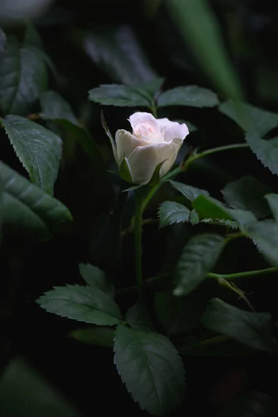 Светло Розовый Цветок Розы Мими Эден Полном Расцвете Зеленом Фоне — стоковое фото