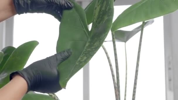 Close-up de mãos femininas em luvas pretas toca e rever folhas de plantas alocasia — Vídeo de Stock