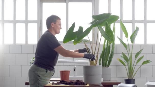 Jovem planta alocasia zebrina em uma panela em estúdio loft ensolarado. Proprietário da loja de plantas no trabalho preparando estoque — Vídeo de Stock