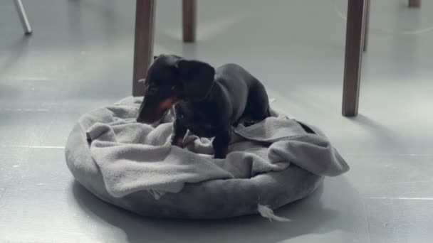 Littlye nero teckel daschund cucciolo rotolamento nel suo letto — Video Stock