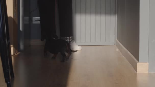 Receiving the contactless delivery. Opening the door together with the dog. High quality 4k still video footage. — Stock Video