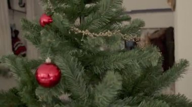 Arka planda birkaç tane olan dekore edilmiş Noel ağacı. 4k yüksek kaliteli video kaydı.