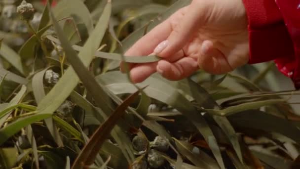 Mercado europeo de Navidad. Cerca de la mujer joven en una mascarilla tocando la planta y eligiendo la decoración. Video de alta calidad 4k. — Vídeos de Stock