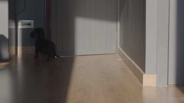 Liten hund väntar på dörren för sin ägare att komma in. Glad hälsning. Fortfarande video 4k hög kvalitet film. — Stockvideo