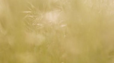 Çimen tarlası güneş ışınlarına yakın. Bulanık yüksek kaliteli video