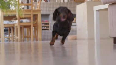 Küçük dachshund köpekleri oynuyor. Koş ve yakala. Düşük görünüm yüksek kalite görüntü.