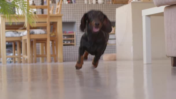 Small dachshund puppies playing. Run and catch. Down view high quality still shot video. — Stock Video