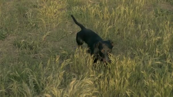 Μαύρο και μαυρισμένο dachshund σκυλί τρέχει μέσα από το γρασίδι. Υψηλής ποιότητας βίντεο — Αρχείο Βίντεο