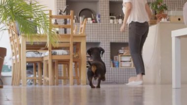 Dachshund köpeği kameradan mutfağa koştu ve geri döndü. Arka planda kadın figürü var. Düşük görünüm yüksek kalite görüntü.