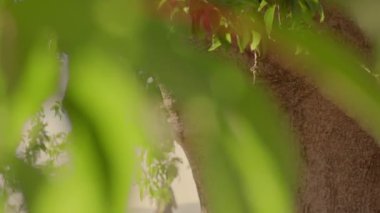 Parkta köpeğiyle esmer bir kadın. Maskeli telefonu izliyordum. Yüksek kaliteli video.
