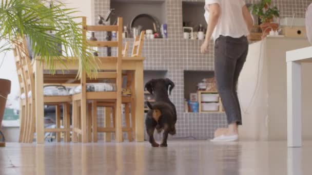 Dachshund dog running out of the camera to the kitchen and returning. Woman figure on the background. Down view high quality still shot video. — Stock Video