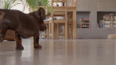 Dachshund köpekleri kovalamaca oynuyorlar. Bir tanesi kameradan çıkıyor. Düşük görünüm yüksek kalite görüntü.