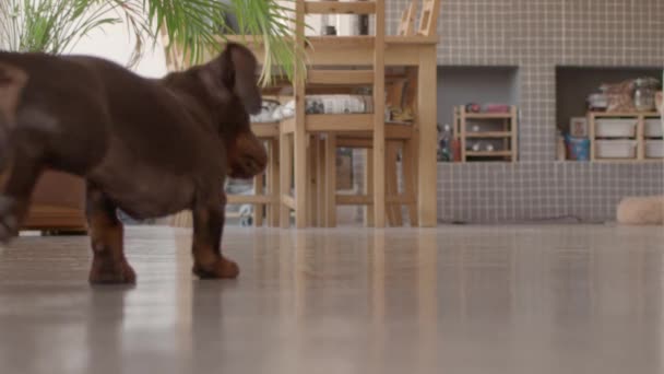 Dachshund hundar leker springa och fånga. En som håller på att ta slut. Down view hög kvalitet fortfarande filmade video. — Stockvideo