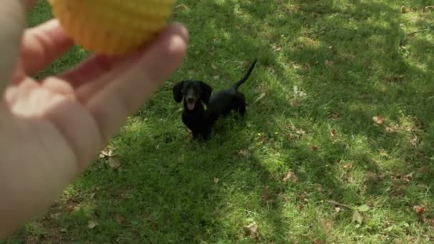 Un propietario está lanzando una pelota a un perro para jugar en una hierba verde fresca a la sombra de los árboles en un día soleado. — Vídeos de Stock