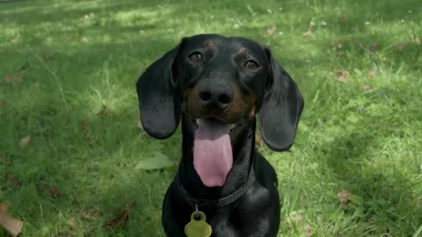 Happy black dachshund dog sitting on a green grass with the tongue out. — Stock Video