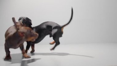 İki dachshund köpek yavrusu kusursuz beyaz stüdyo arka planında oynuyorlar..