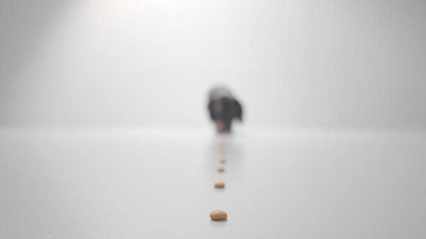 Dachshund puppy is picking treats from the floor going from blurry background to the sharp close-up. Studio white background high quality video — Vídeos de Stock