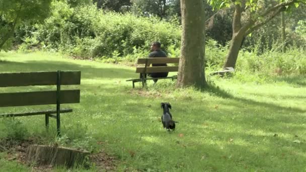 Un uomo nero di razza mista siede su una panchina in una giornata di sole in una foresta con un cane felice correre e giocare in giro. Video al rallentatore. — Video Stock